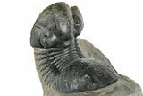 Arched Paralejurus Trilobite Fossil - Atchana, Morocco #322283-5